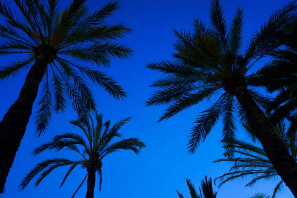 Blue sky background with the silhouette of some tropical palm trees at sunset seen from below.