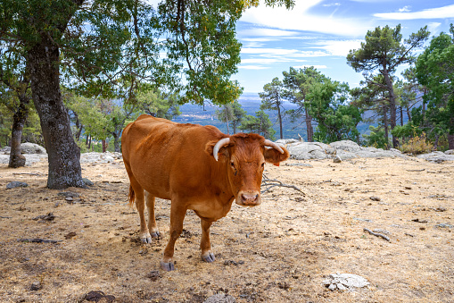 A cow grazes calmly on a mountain at the end of the summer.