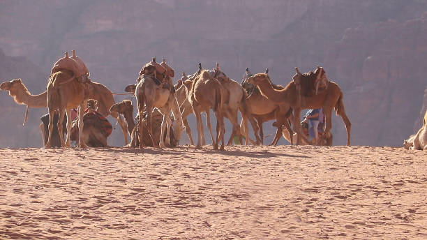 istock The Camel Caravan in Wadi Rum Protected Area, Jordan. 1711036925