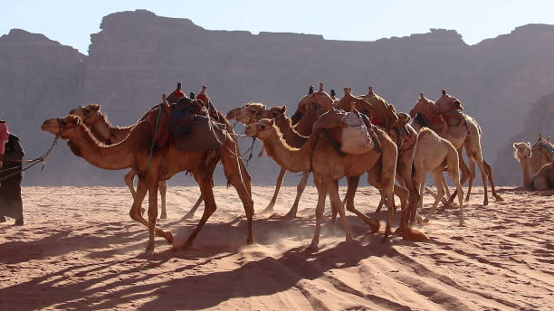 istock The Camel Caravan in Wadi Rum Protected Area, Jordan. 1711036926