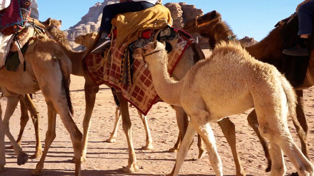 istock The Camel Caravan in Wadi Rum Protected Area, Jordan. 1711037436