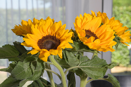 Sunflowers close-up against the background of the garden window