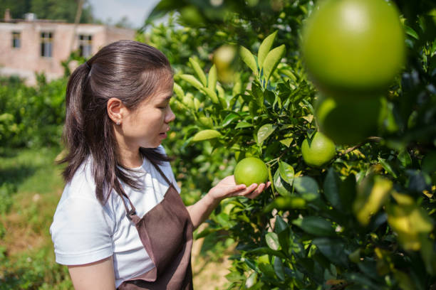 istock Planters in the orchard 1711046060