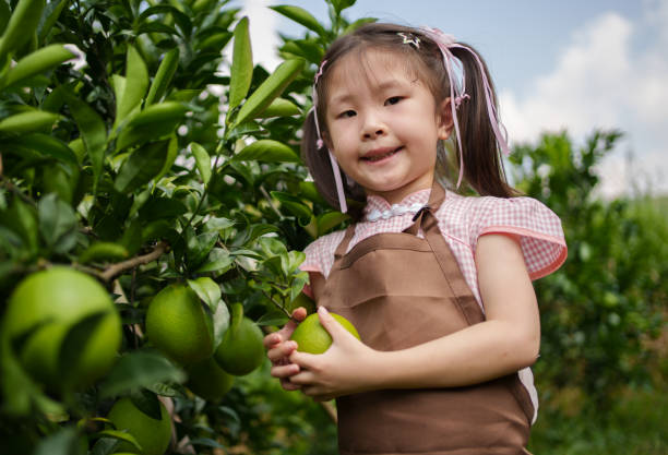 little girl in orange plantation