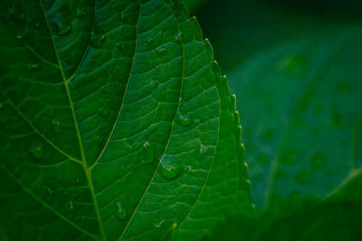 Leaf vein of hydrangea flowers in rainy season, June 2023