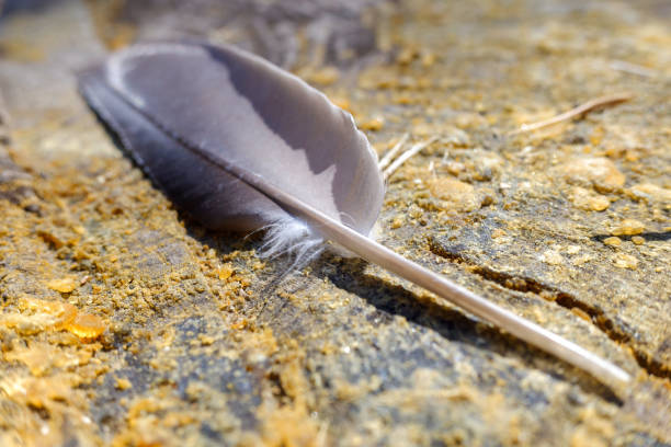 istock Gray pigeon feather rests on the ground of a forest. 1711047774