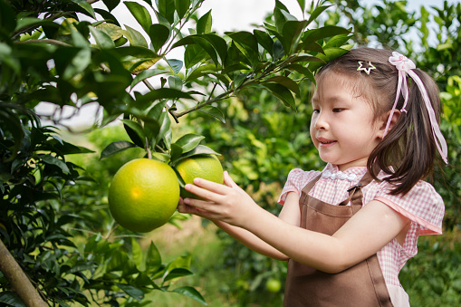 Children visiting an orange plantation