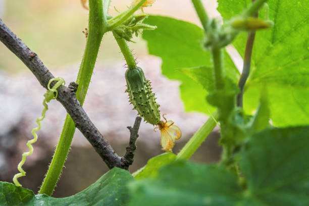 istock Growing cucumbers in the garden. 1711049925