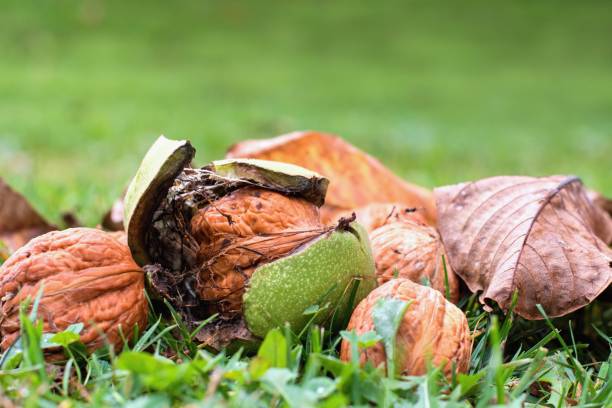 istock Fresh ripe walnut in the grass 1711053239