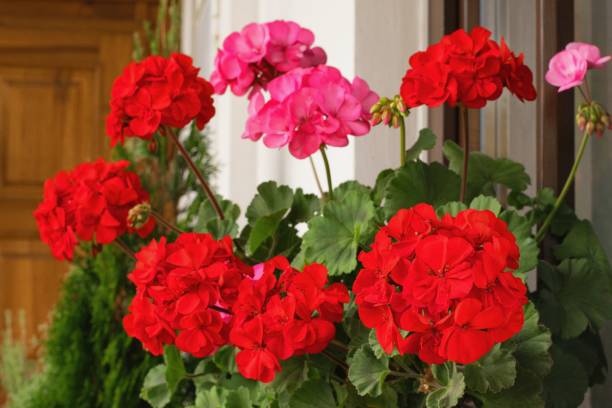 istock Richly blooming geranium flowers on the windows 1711053243