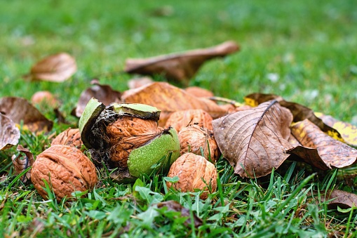 Fresh ripe walnut fallen in the grass