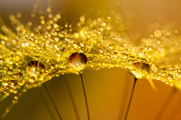 istock Dandelion and Dew - Gold Abstract Macro 171105587