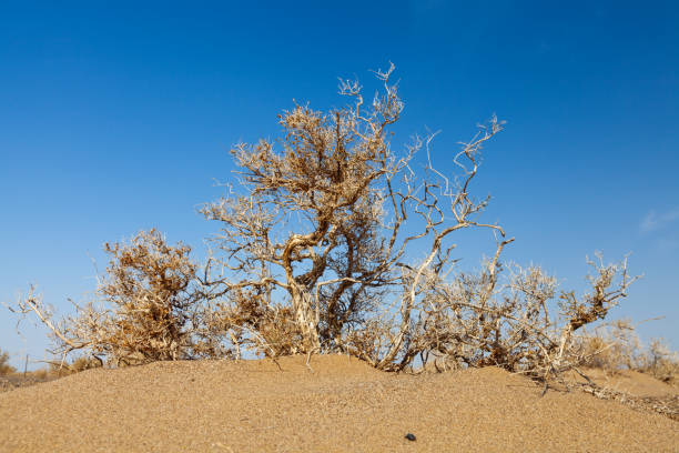 A lonely, dead plant at the top of a sand dune