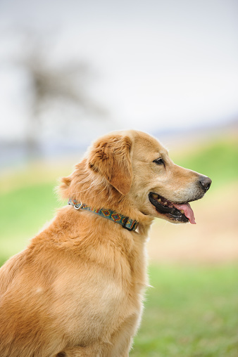 Golden retriever in nature