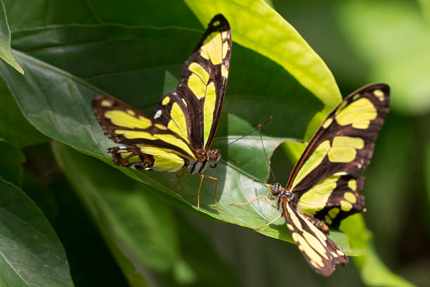 motyle: miłość od pierwszego lotu - malachite butterfly zdjęcia i obrazy z banku zdjęć