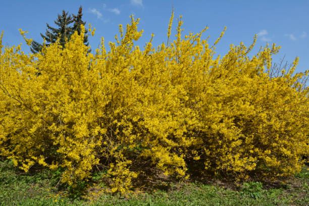 istock Forsythia blooms in nature. 1711062657