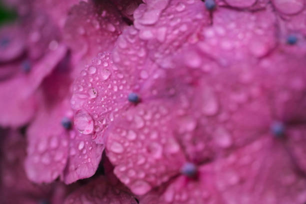 istock Pink colored hydrangea flowers in bloom, June 2023 1711063094