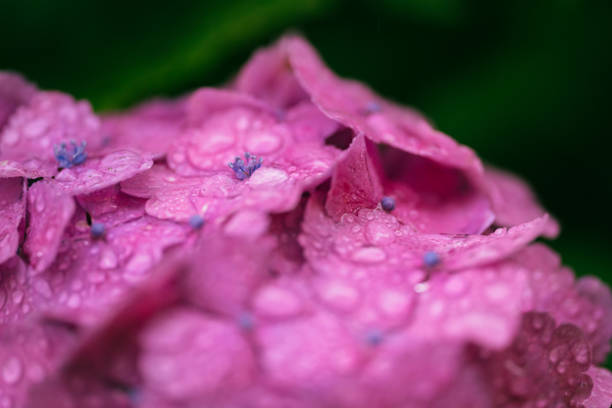 istock Pink colored hydrangea flowers in bloom, June 2023 1711063252