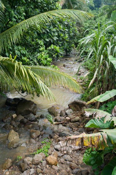 istock Puerto Rico Rain Forest Stream With Lush Vegetation 171106490