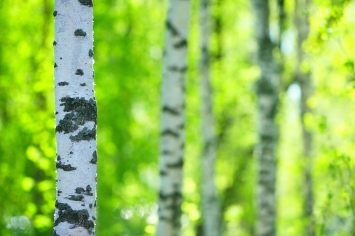 Birch tree (Betula pendula) forest. Focus on foreground tree trunk. Shallow depth of field.