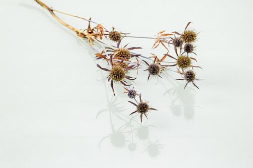Minimalistic Scandinavian style. Dry branch of the eryngium plant with reflection on a white mirror background.