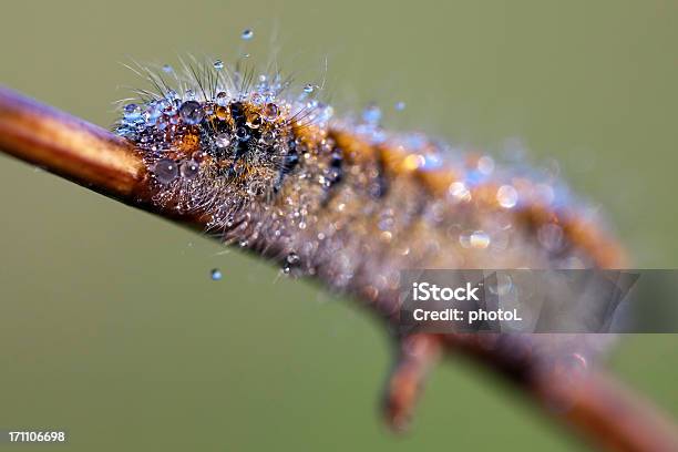 Caterpillar Im Dew Drops Stockfoto und mehr Bilder von Blatt - Pflanzenbestandteile - Blatt - Pflanzenbestandteile, Borste, Extreme Nahaufnahme