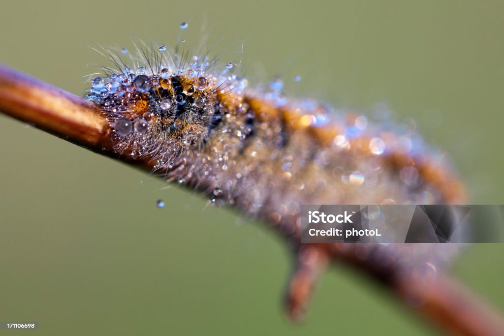 Caterpillar de orvalho cai - Foto de stock de Animal royalty-free