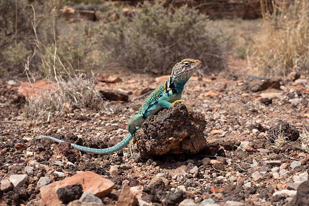 A collared lizard stands on dried lava rock at Wupatki National Monument at Flagstaff, Arizona.