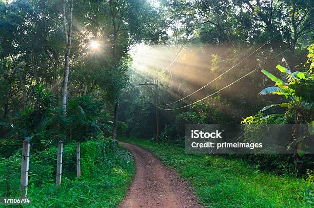 Sonne Scheint Durch Die Bäume Gießen In Foggy Forest Stockfoto und mehr Bilder von Ast - Pflanzenbestandteil