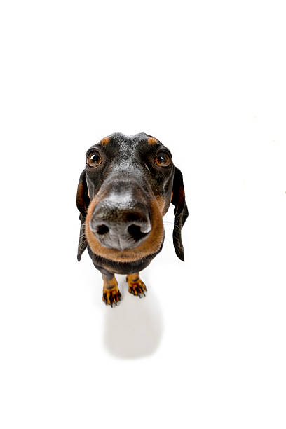 istock Cute Dachshund Dog Against a White Background 171106868
