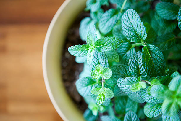 Fresh Mint Plant  Potted against a Natural Wood Table A stock photo of a healthy green mint plant growing in a small planter. potted plant from above stock pictures, royalty-free photos & images