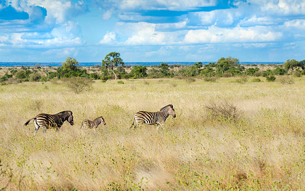 zebras na áfrica do sul, savannah - transvaal - fotografias e filmes do acervo