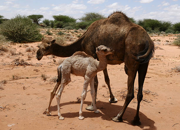 istock Mother Camel with Young, Somaliland, Somalia 171107013