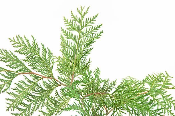 istock Branch of cedar in front of white background 171107272