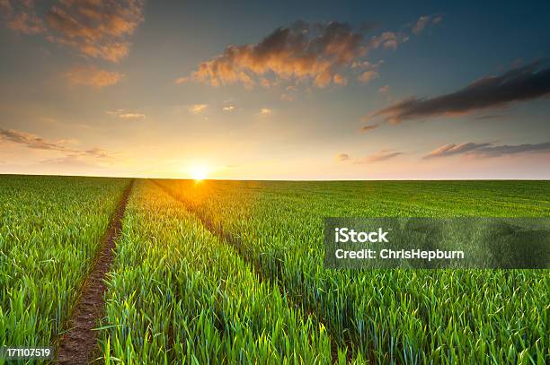 Sunset Ilumina Un Verde Campo De Cultivo Foto de stock y más banco de imágenes de Agricultura - Agricultura, Aire libre, Anochecer