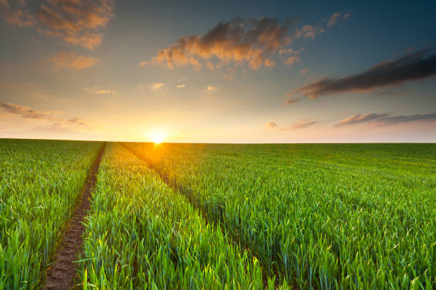 istock Sunset illuminates a green crop field 171107519