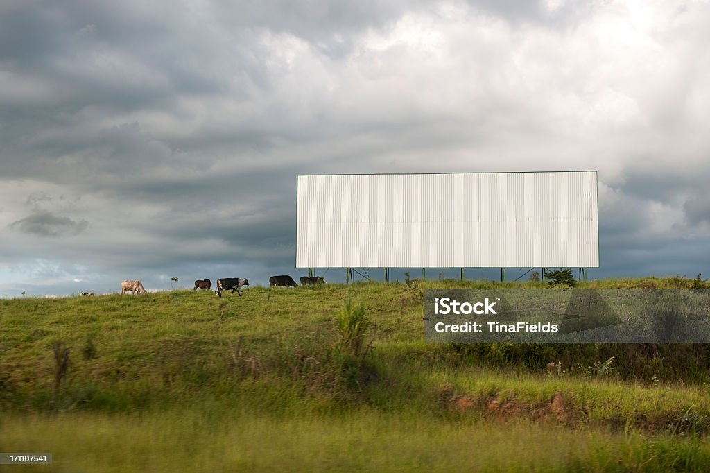 A blank white billboard in the middle of a field Roadside blank billboard and cows grazing on lush green pasture. Billboard Stock Photo