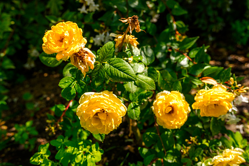 Group of yellow roses in an autumnal garden.