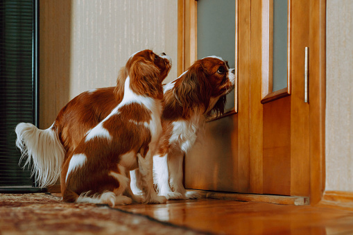 Two lovable Cavalier King Charles Spaniel puppies waiting to be let into room at home. One child sit and obediently wait, second one trying open entrance with snout. Cubs with rea-white fur indoor.