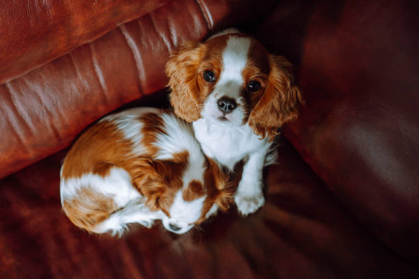 istock Two amazing Cavalier King Charles Spaniel cubs resting on sofa. One baby calmly fell asleep, second child look up. 1711079715