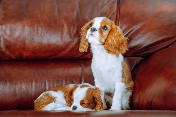 istock Two red-white haired Cavalier King Charles Spaniels settled down on couch. First cub quietly took nap, second sit near. 1711079717