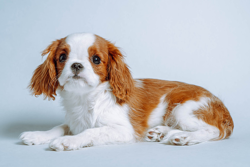 Portrait of doggy Cavalier King Charles Spaniel lying on floor. Funny puppy resting indoor. Baby dog with red and white fur. Little dog lay quietly on light blue ground, sky color background.