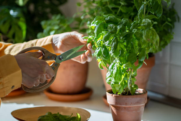 istock Female hands pruning green basil grown at home herb indoors. 1711083701