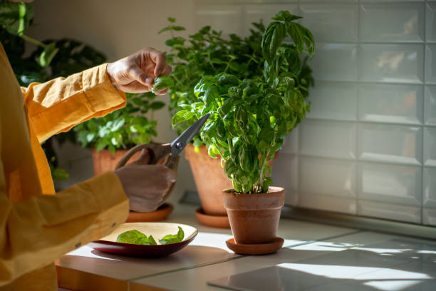 istock Female hands pruning green basil grown at home herb indoors. 1711083731