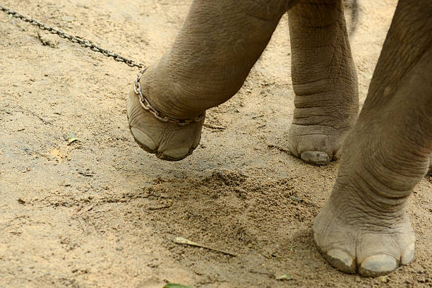 Chained Baby Elephant FootMore elephant image :