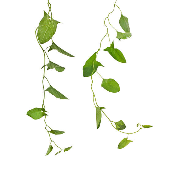 Ivy vines growing down against white background ivy growing natural gardens. Clipping path included. tendril stock pictures, royalty-free photos & images