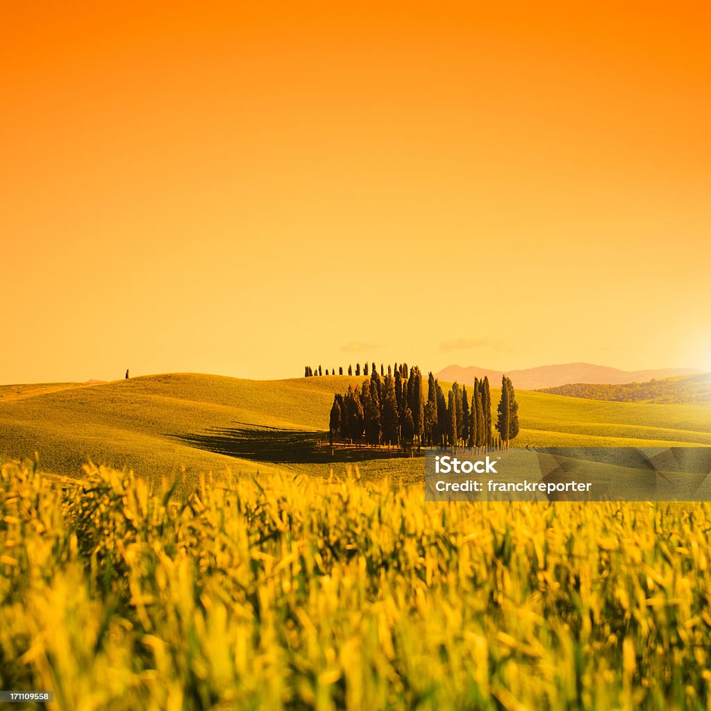 Cypress tree in Toskana Landschaft in der Abenddämmerung - Lizenzfrei Abenddämmerung Stock-Foto