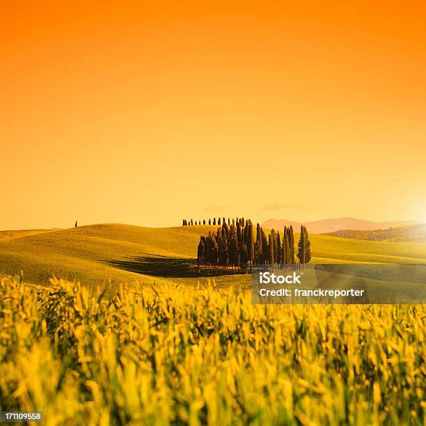 Cypress Tree In Toskana Landschaft In Der Abenddämmerung Stockfoto und mehr Bilder von Abenddämmerung