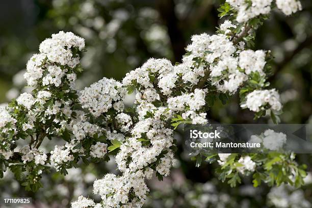 Blossoms Of Hawthorn Or May Blossom Stock Photo - Download Image Now