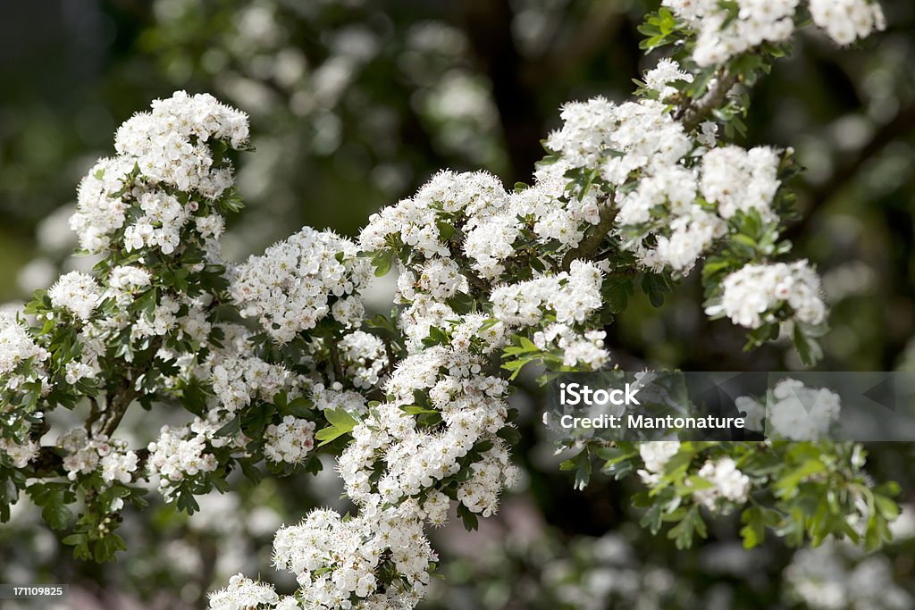 Flores de Hawthorn (Crataegus monogyna) ou Florescer - Royalty-free Ao Ar Livre Foto de stock